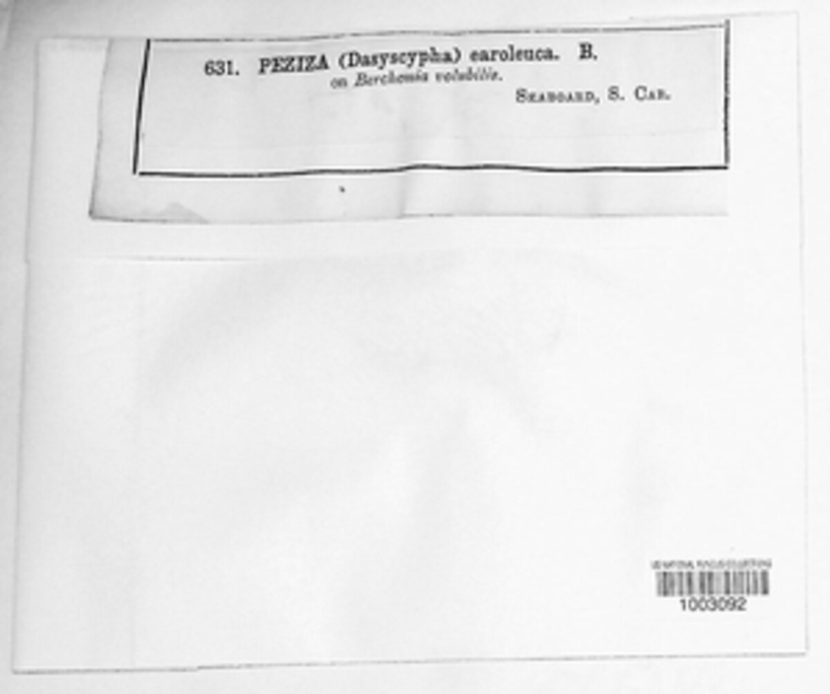 Proliferodiscus earoleucus image